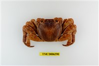 藏品(白紋方蟹)的圖片